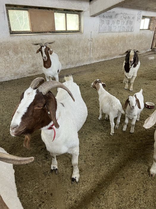 Disponibil capre si iezi din rasa Boer vacinate si deparazitate confor