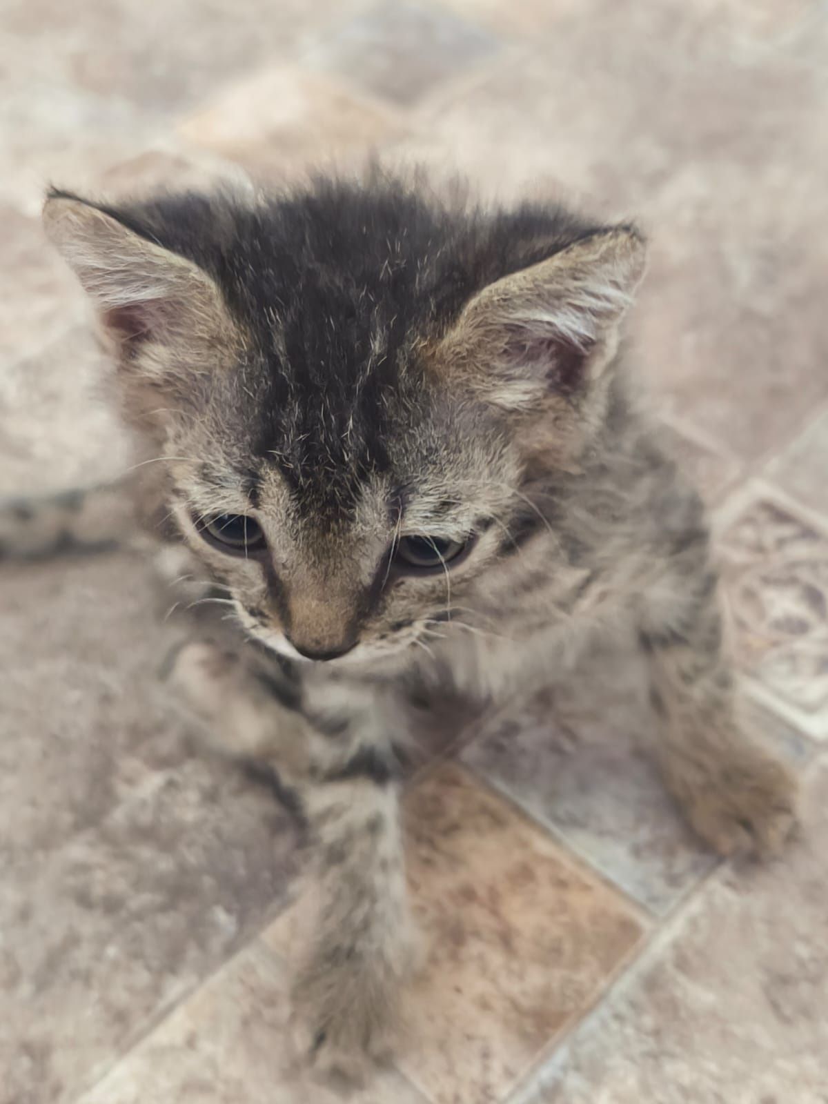 Котята бесплатно