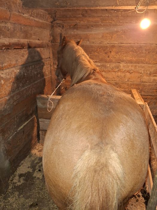 Vând sau schimb mânz armăsar de un an și 4 luni cuminte