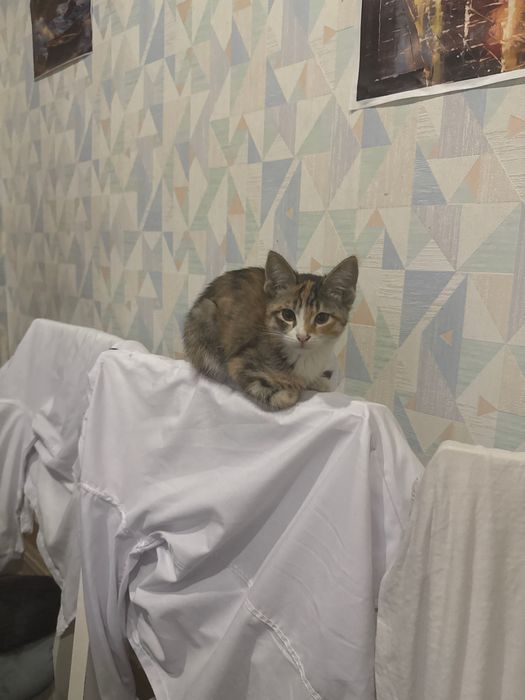 Сергели-2 первый этаж с огородом