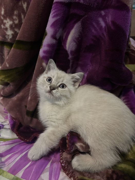 Продам котят британцы