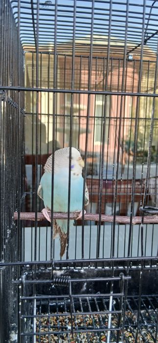 Toʻti 4-5 oylik qizbolasi