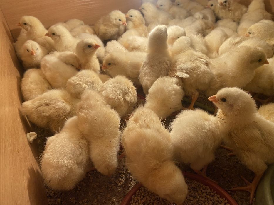 Цыплята/ Адлерский серебристый зотли жўжалар