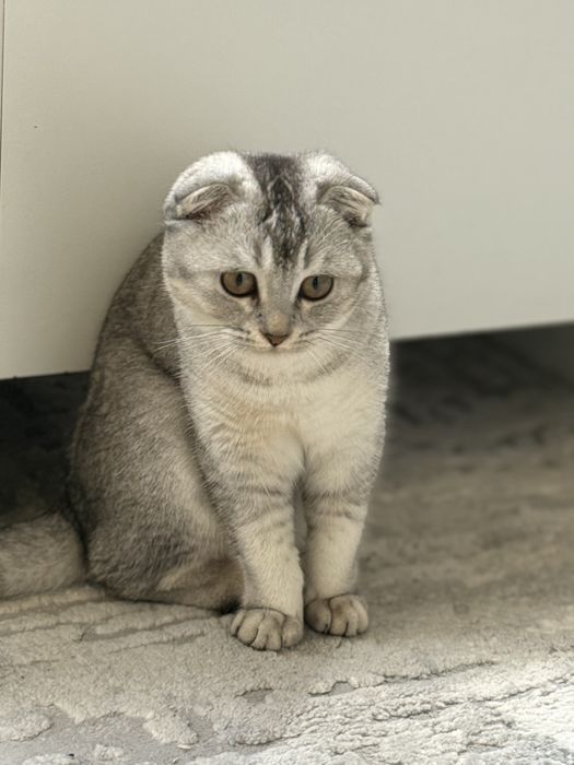 Скоттиш Фолд 6 мес