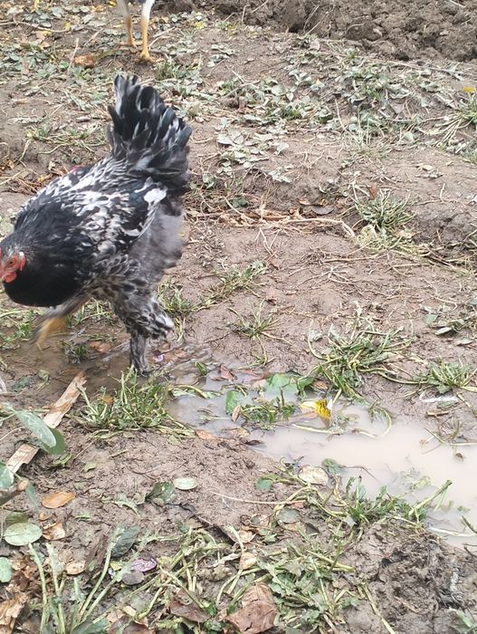 Брама хурозла сотилади