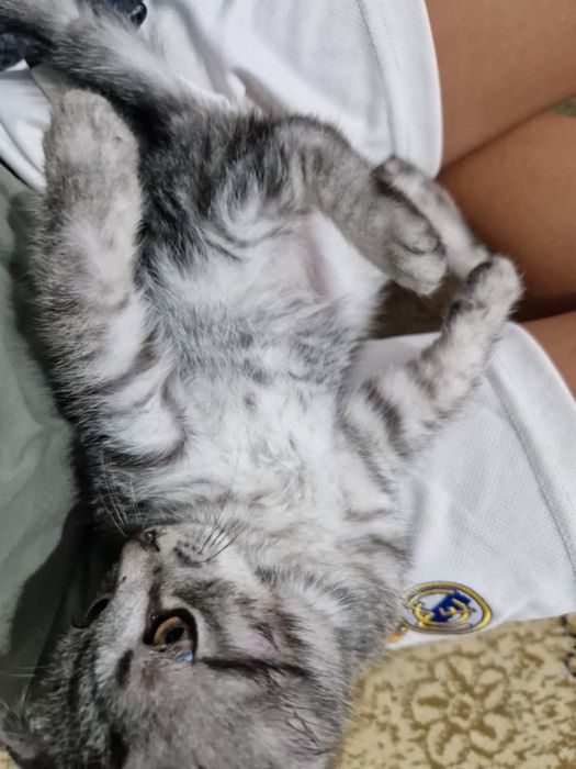 Отдам в хорошие руки