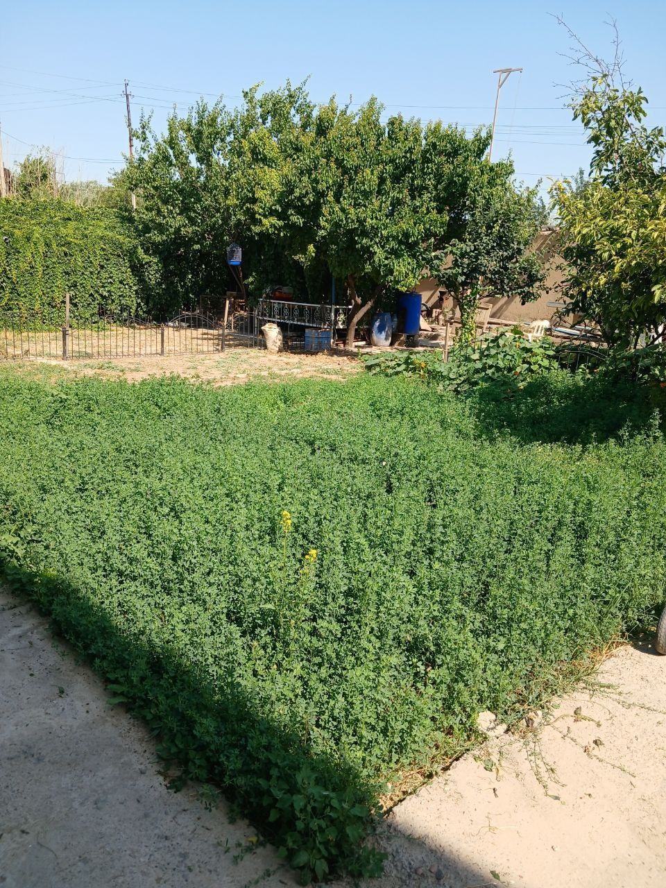 Oltin tepa dala hovli tutzor havas tinch mahalla