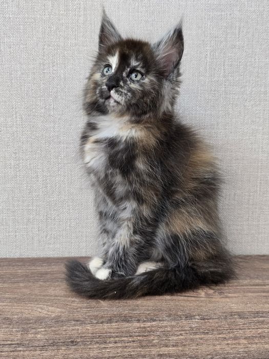 Мейн-кун девочка