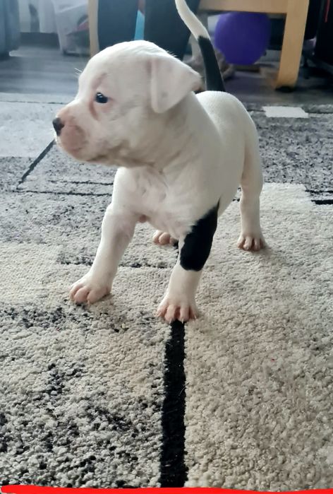 American Staffordshire Terrier