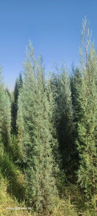 Голубой кипарис арчалар сотилади