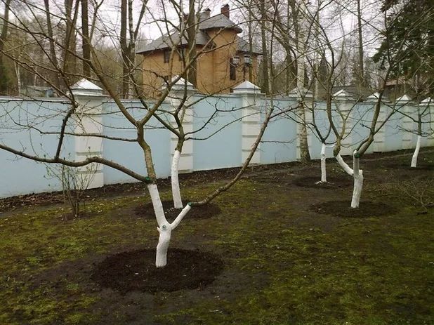 Богбон, Садовник, (Дезинфекция фумигация обработка деревьев растений)