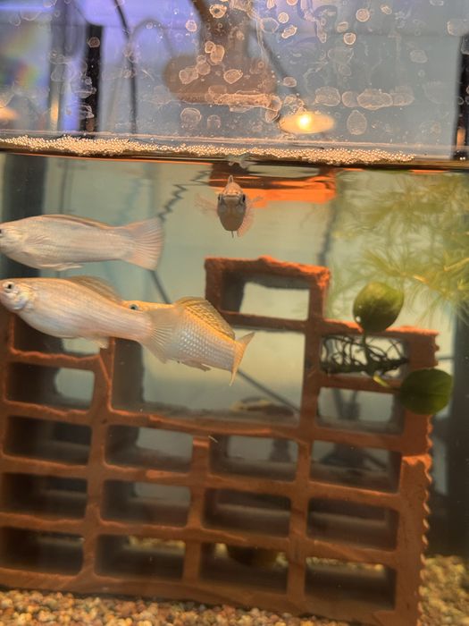 Аквариумные рыбки