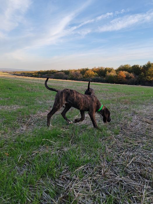 Дого аржентино/преса канарио