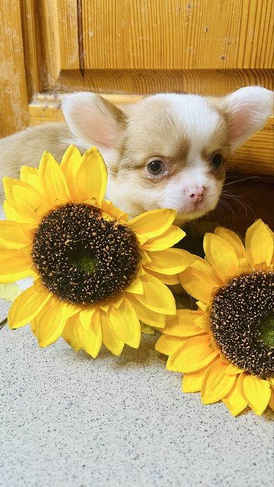 Чихуахуа момчета и момичета