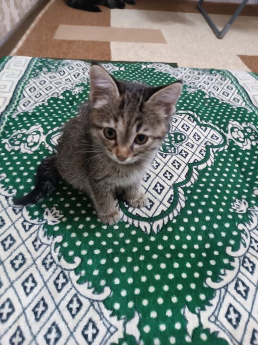 Котёнок в ответственные руки !