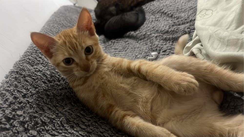 Отдам котенка, мальчик 3 месяца