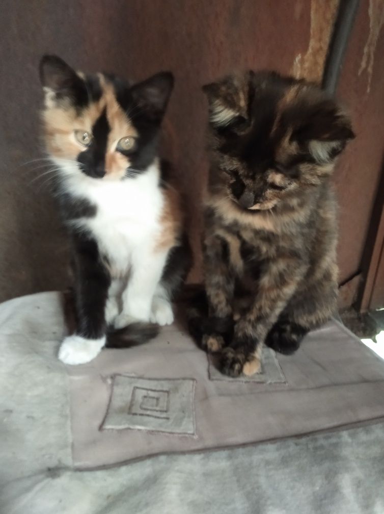 Котята в добрые руки,( девочки)
