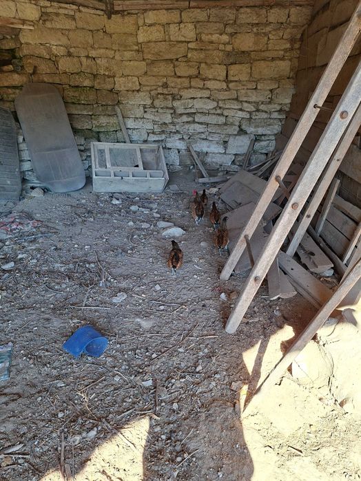 Продавам малки кокошйи зибрайт златни и сребърни