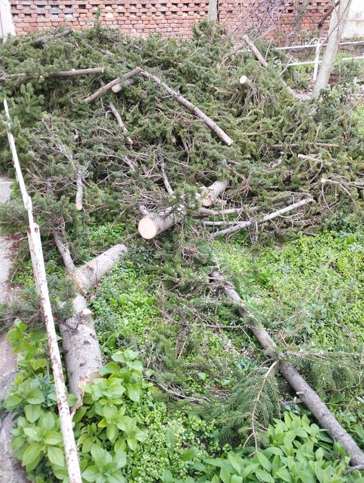 Подарявам борова дървесина за горене от 15 метров бор. Село Симеоново.