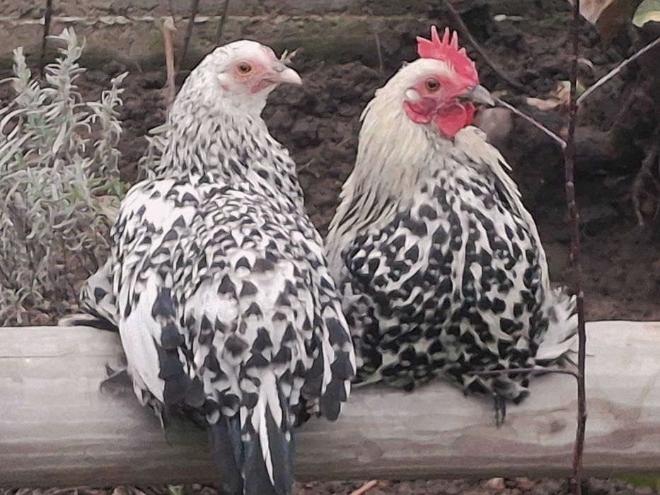 Gaini rasa mii de flori