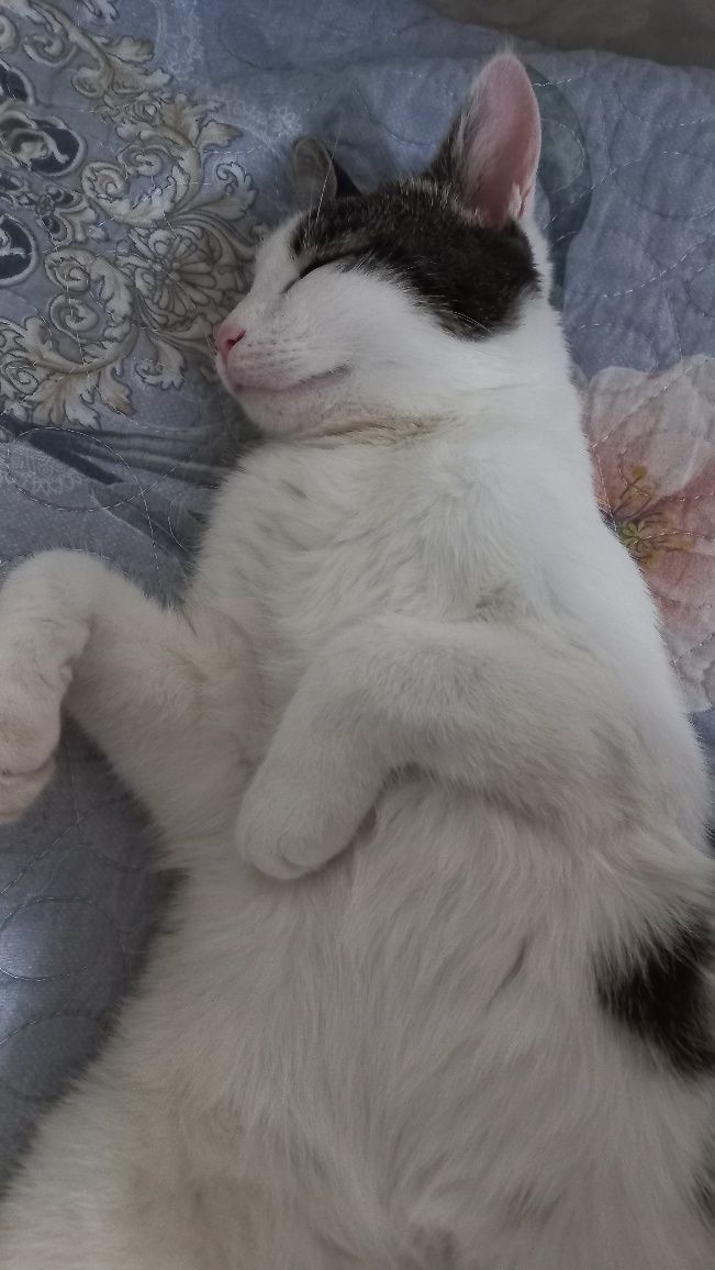 Отдам в добрые руки ласкового котика