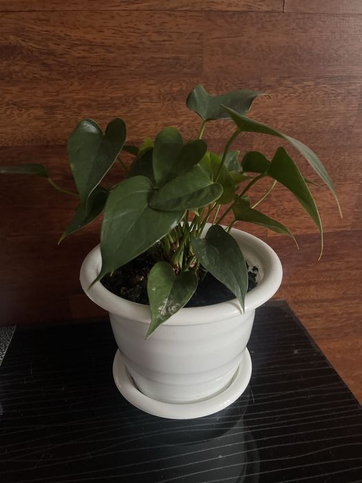 Антуриум ( мужское счастье)