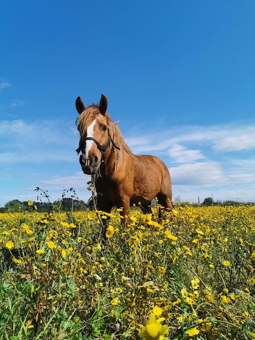 Продам Лошадей оптом