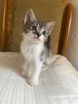Pisoi dragalasi spre adoptie