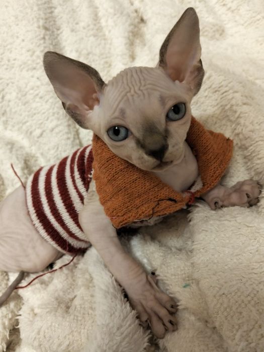 Продам котика,породы канадский сфинкс