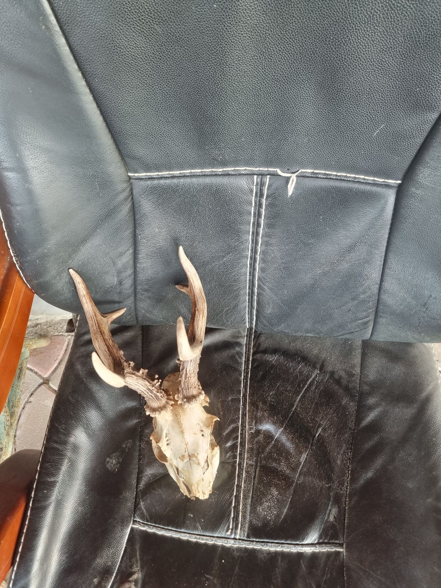 Trofeu coarne caprior