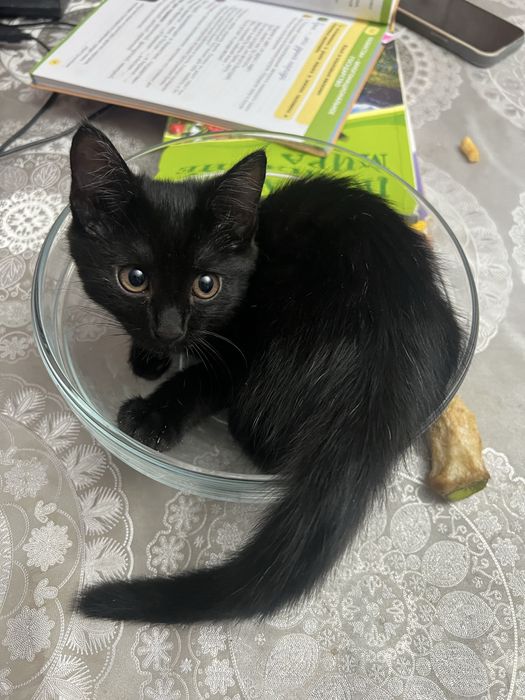 Котенок в хорошие руки