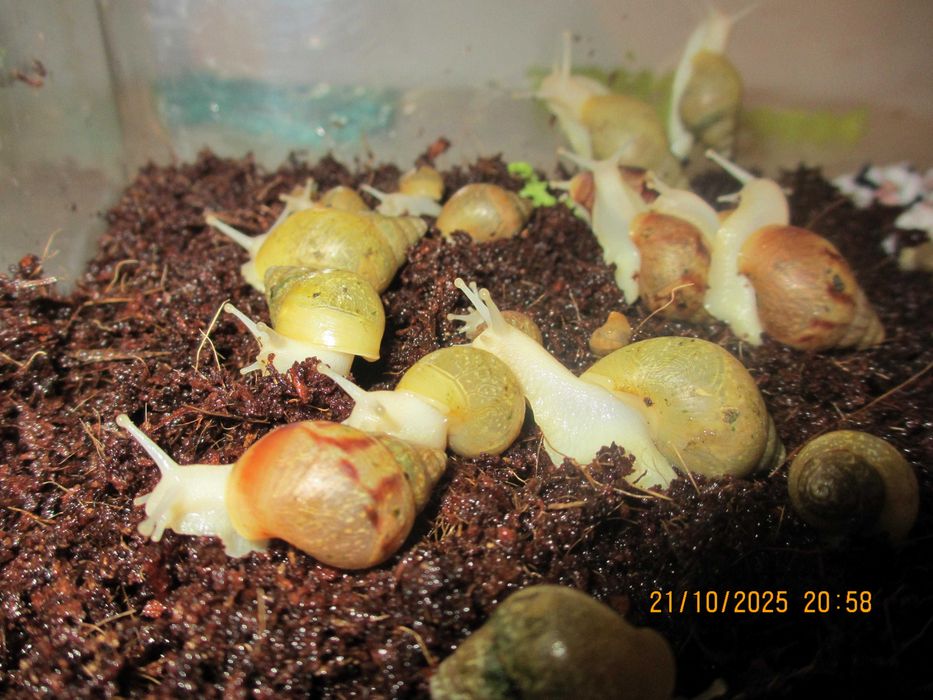 Гигантски Африкански охлюви