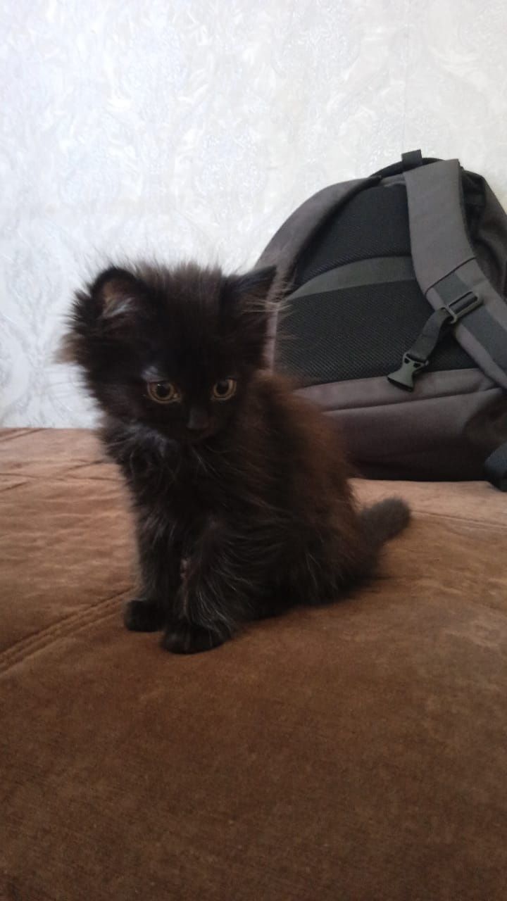 Отдам котят в добрые руки