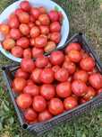 Продам помидоры красные  и бурые