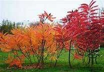 Рустифина (Rhus typhina), влакнест шмак дръвче , фиданка , дръвче