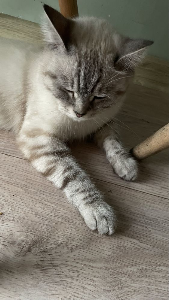 Кошка шотланка ищет кота на вязку британца