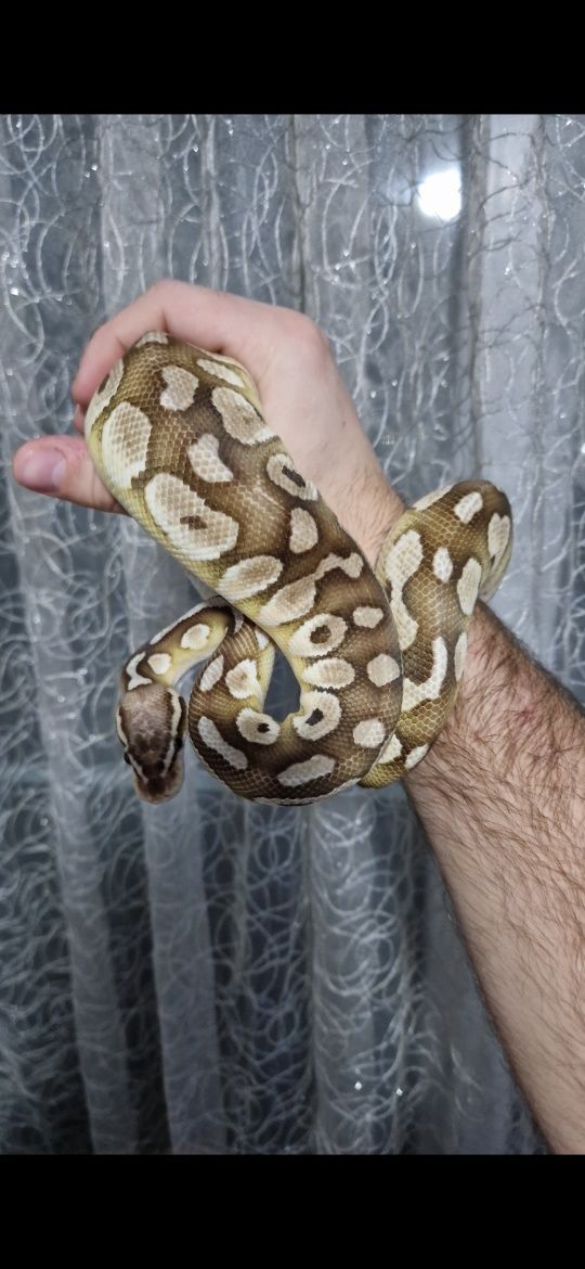 Piton Regal, Ball Python Butter Pastel si Boa