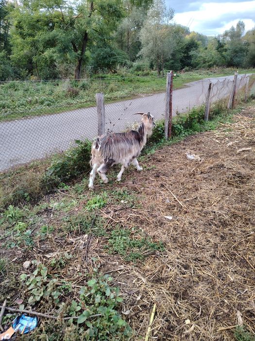 Capre bune de lapte
