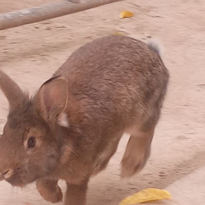 Erkak quyon sotiladi