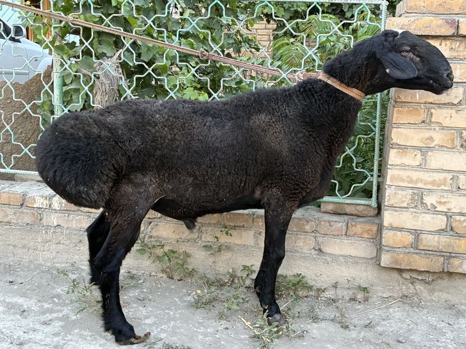 Кучкор сотилади