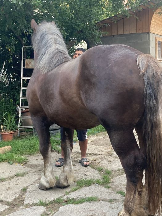 Vand harmasar de de 3pe 4ani