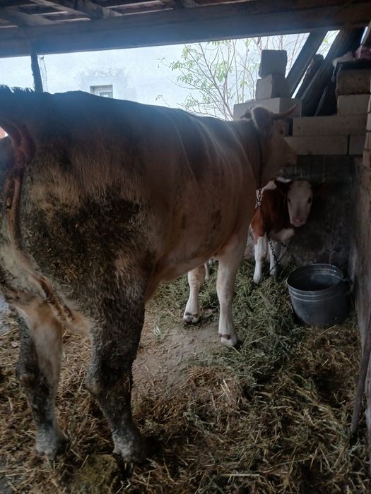 Vând vaca de un an și 8luni cu vitea lângă ea