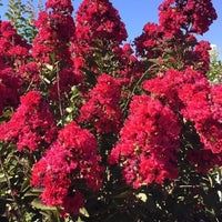 Pomi Ornamentali (Liliac Indian Rosu)