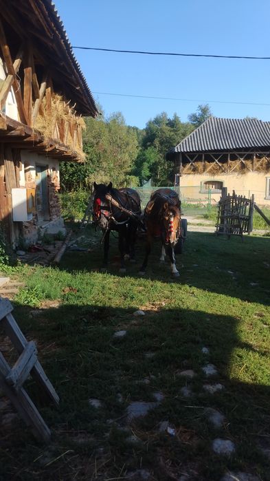 De vânzare caii !!