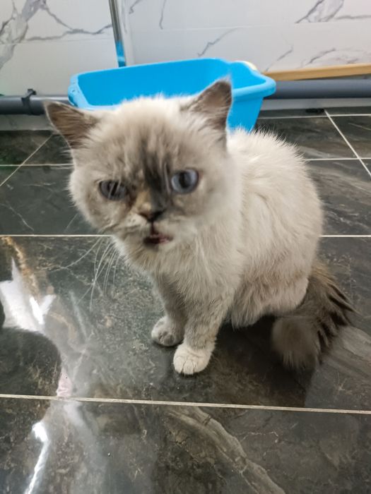 Mushuk Nunu sotiladii