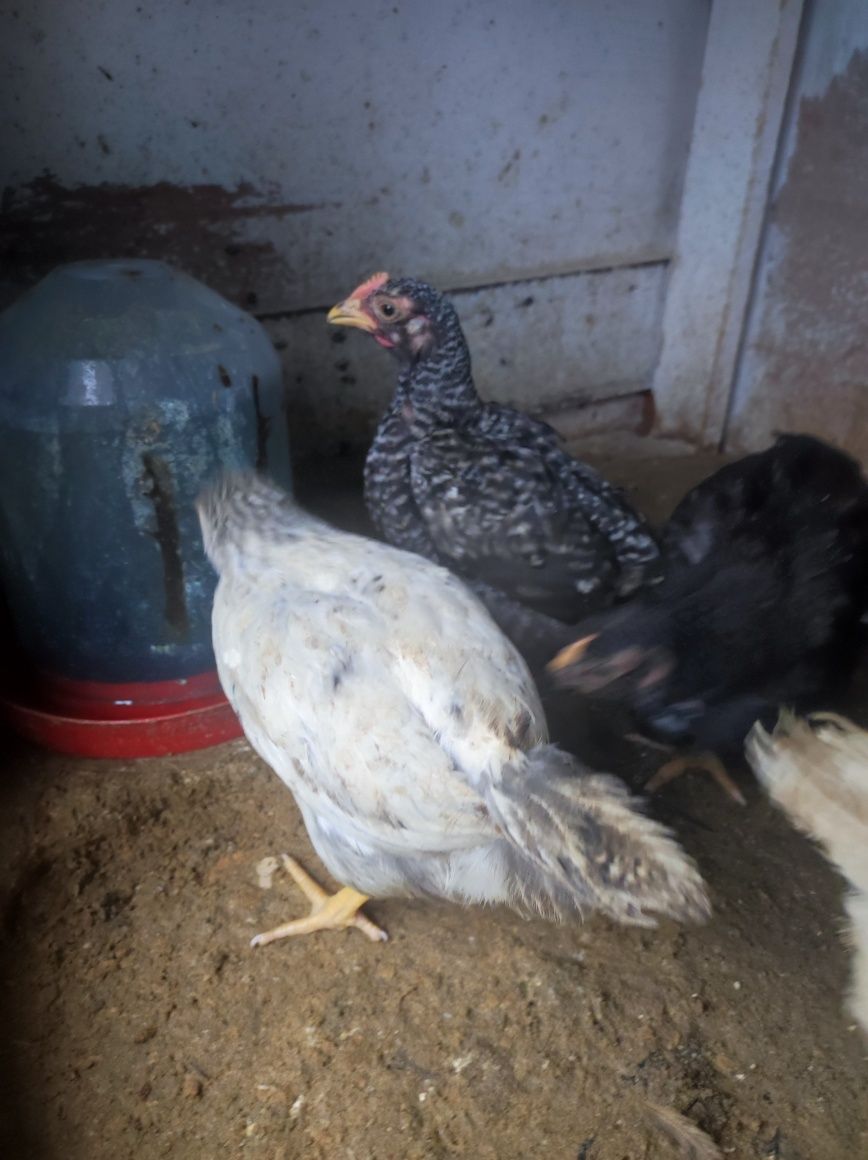 Vând pui de casă, de la o zi
Prețul de la 8 lei bucata 
La o săptămână