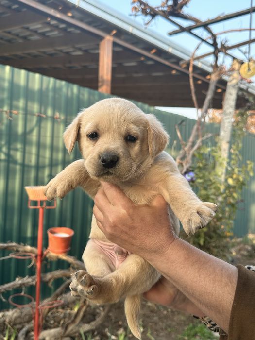 Продаем лабрадоров щенков