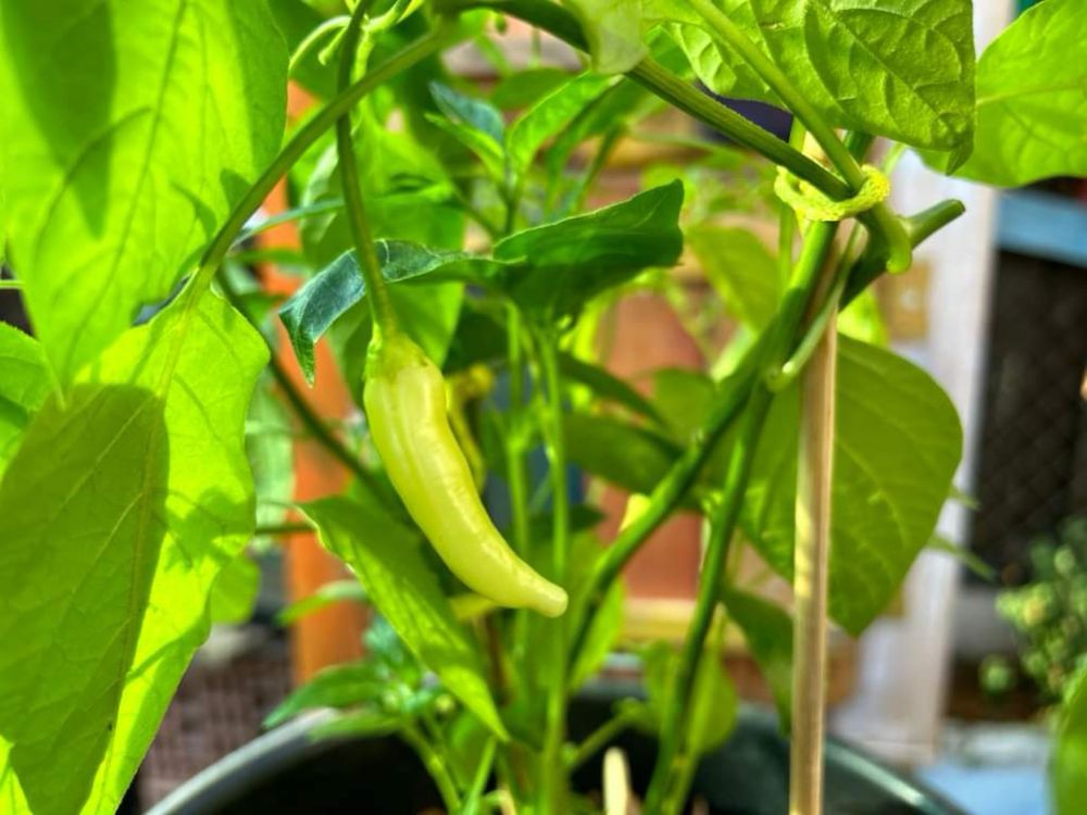 Ardei iuti Carolina Reaper, Habanero, Aji