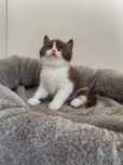 British shorthair cu pedigree