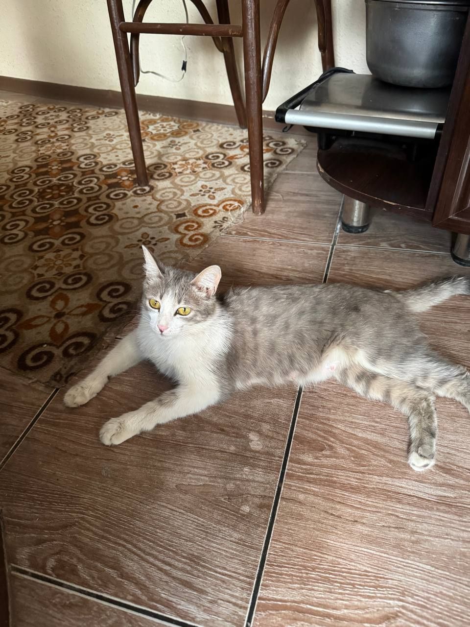 Mushuklarni sotaman